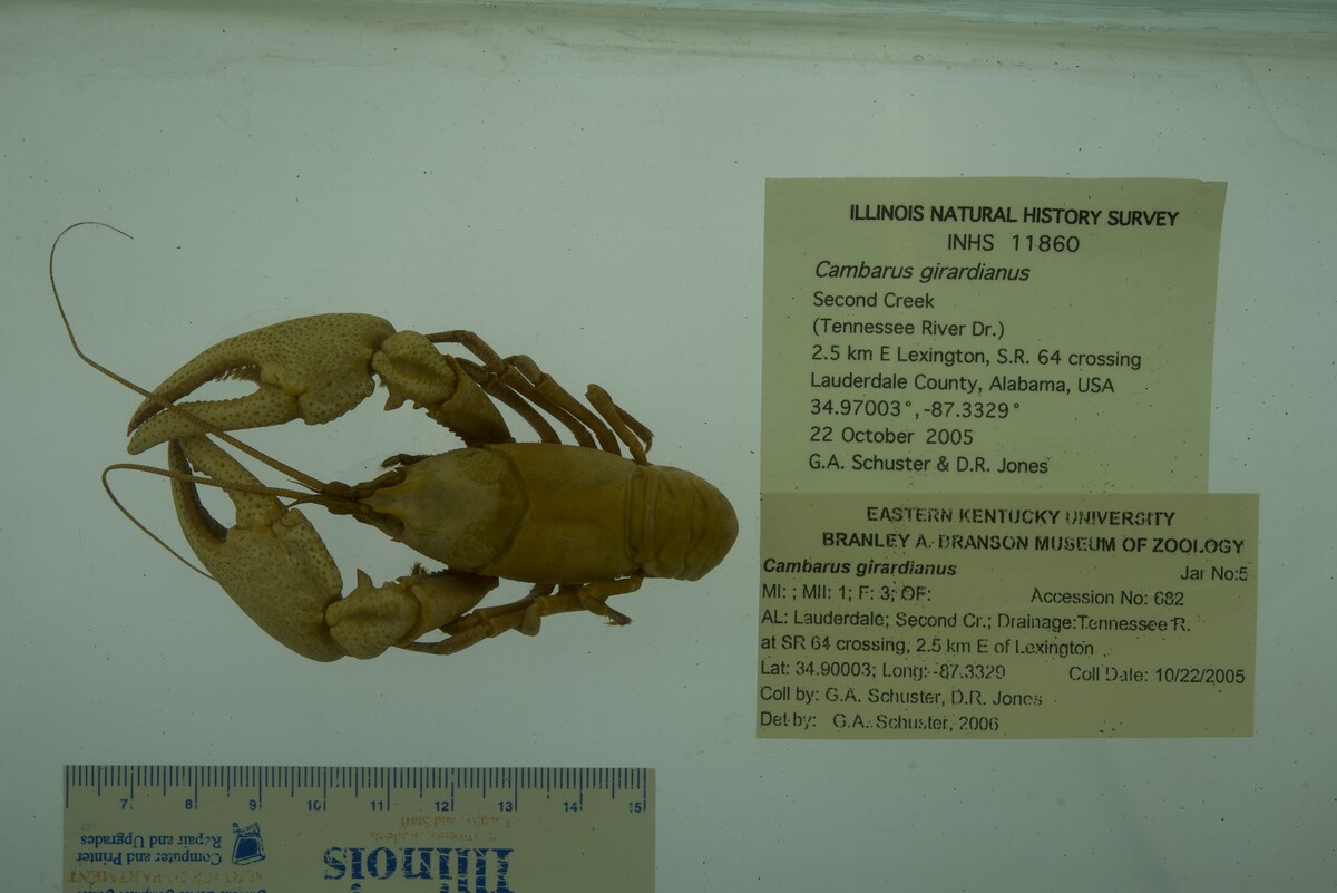 Cambarus image